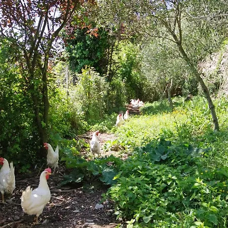 Monolocale Fattorialmare Gialla Camogli