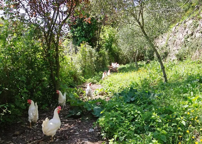 Monolocale Fattorialmare Gialla Camogli